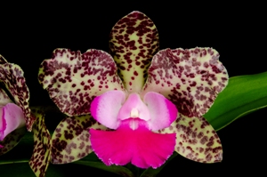 Cattleya Jerry Spencer Rainbow Valley AM/AOS 80 pts.